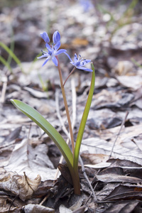 春天森林里的花 Scilla