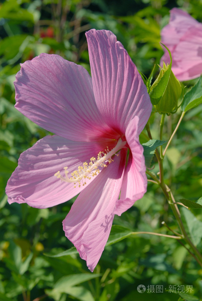 粉色芙蓉花