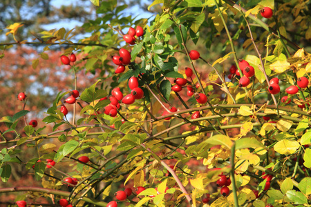 野生刺植物