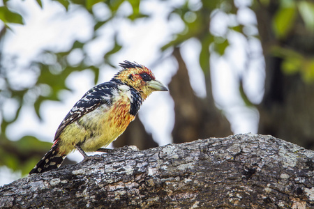 凤头五色鸟在南非克鲁格国家公园