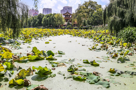 中国昆明的绿湖