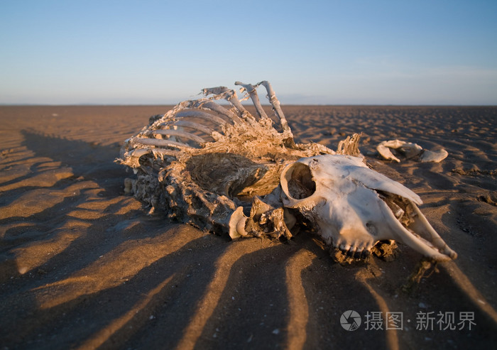 全羊骨架和头骨被冲刷在波浪状的沙滩上