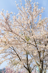 Doshi 河樱花花