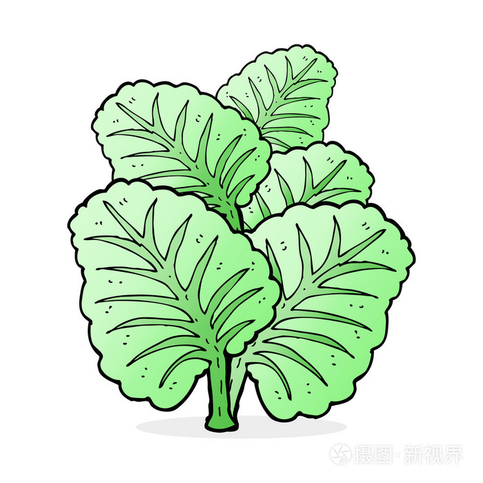 卡通卷心菜叶
