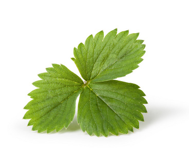 孤立的草莓叶图片-孤立的草莓叶素材-孤立的草莓叶插画-摄图新视界