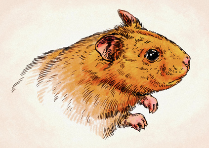 刻的仓鼠图图片