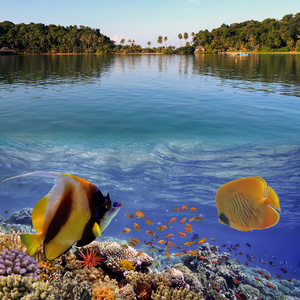 热带岛和苏梅岛的水下世界图片