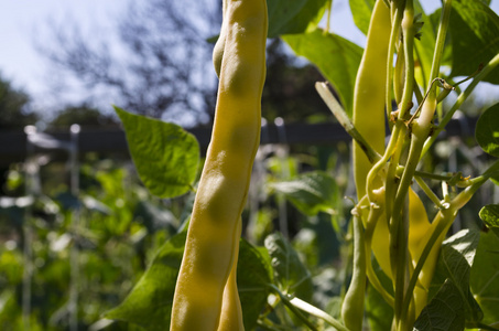 黄豆在蔬菜床上生长