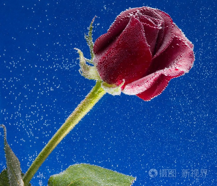 在水中蓝色背景上的玫瑰