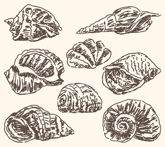 海贝壳草图