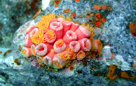 小软珊瑚