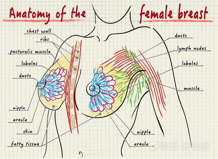 女性乳房的结构