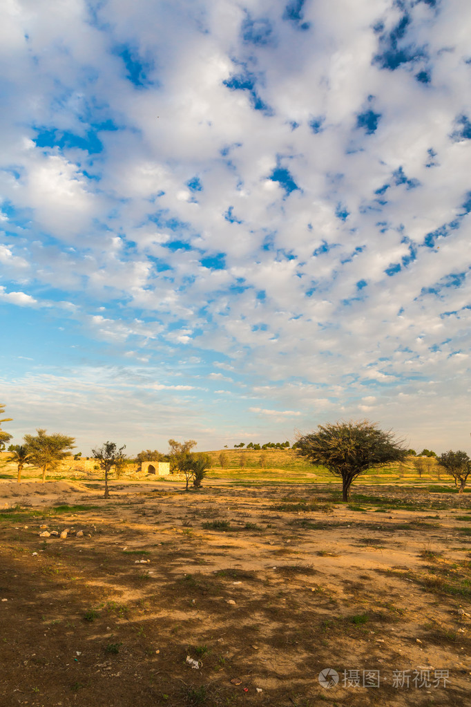 对蓝蓝的天空树