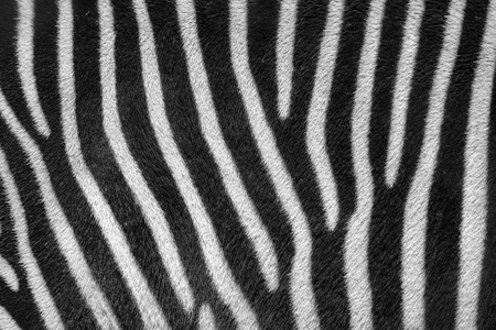 黑白斑马毛的动物图案背景