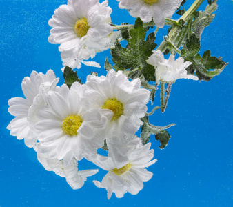 白菊花与水滴