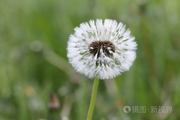 春天, 花, 蒲公英, 白色, 特写