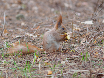 可爱的红松鼠在公园里吃苹果果和摆姿势