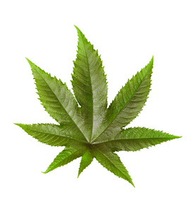 白底静物绿叶白底照片