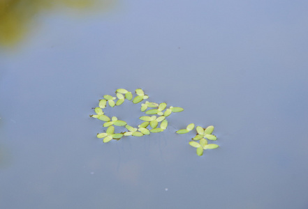 水蕨漂浮在水池的寂静的水里图片