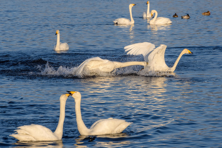 天鹅湖战斗冬季鸟类图片
