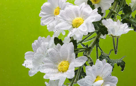 白菊花与水滴
