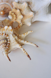 白色背景下的大型贝壳