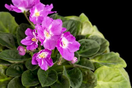 violetas flores en maceta在罐子里的紫色花