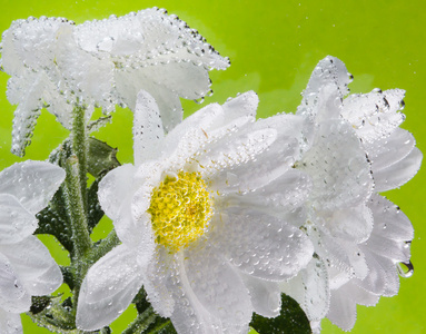 白菊花与水滴