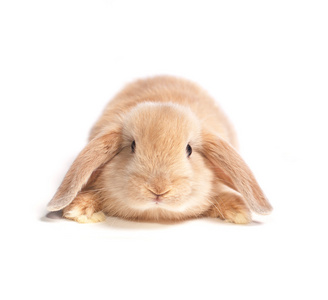 红耳的兔子的长耳朵照片