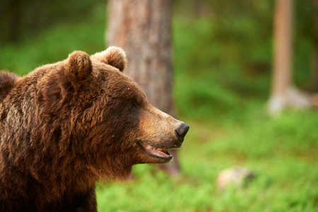 棕色的熊肖像