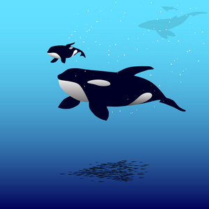 矢量插画的虎鲸照片