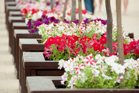混合的矮牵牛花坛矮牵牛花花坛中照片