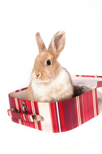 红色的大兔子在手提箱里图片