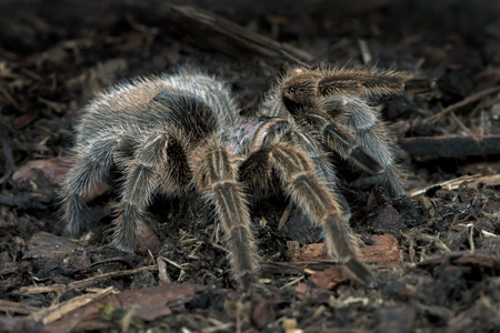 智利玫瑰狼蛛图片