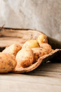 从地面上木制的黑色成熟土豆只是 vykapannaya