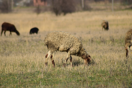 牧场里的羊。在村庄附近的春田里放牧的羊群。不同品种的羊。