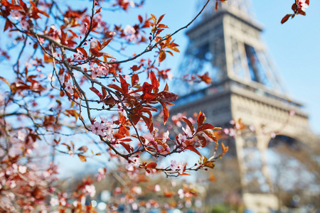 樱花在巴黎