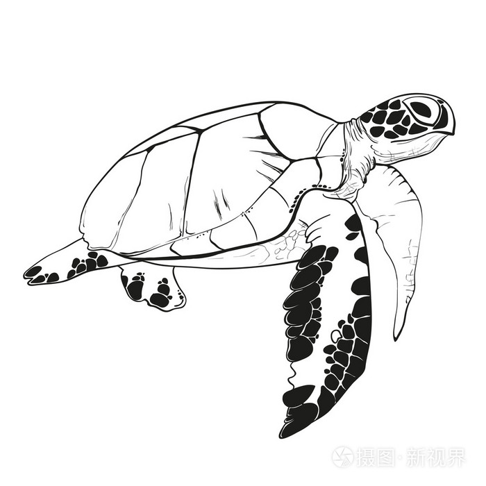 手绘制的海洋龟插画-正版商用图片1mna3v-摄图新视界