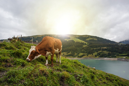 牛在农田的春季