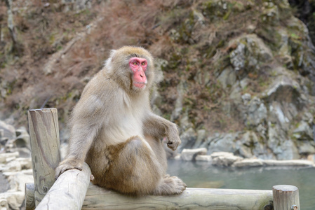 猴子在地狱谷猴园或雪猴，日本的天然温泉