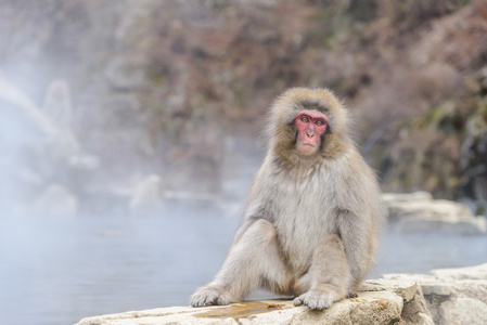 猴子在地狱谷猴园或雪猴，日本的天然温泉