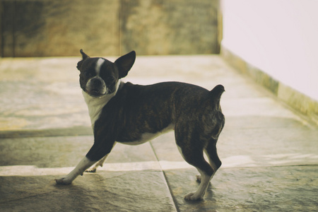 波士顿梗犬小狗