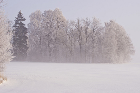 美丽的冬天景观与白霜和雾