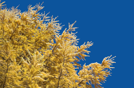 在蓝天上的落叶松树枝图片
