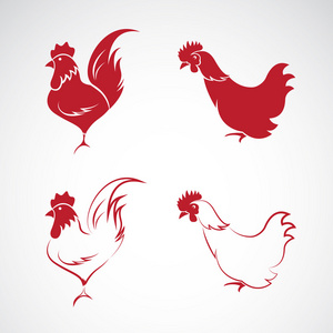 鸡设计在白色背景上的矢量图像