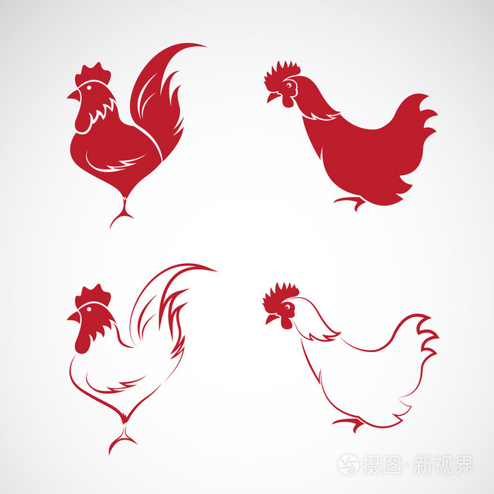 鸡设计在白色背景上的矢量图像