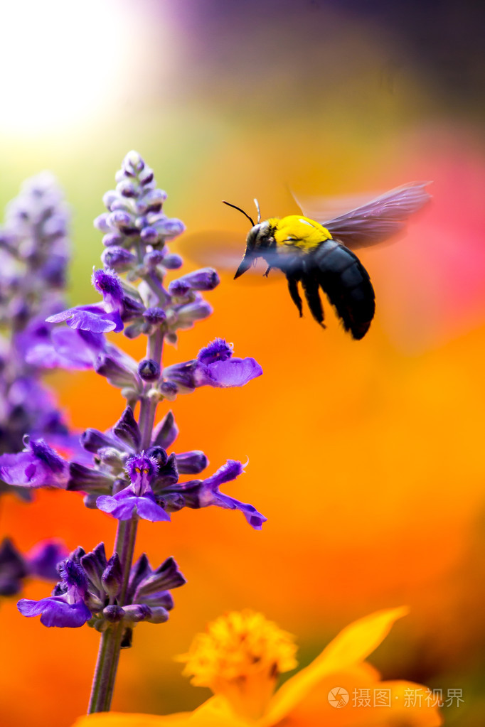 木匠只蜜蜂在花园里飞