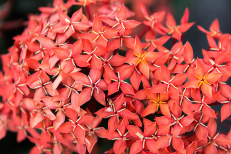 美丽的红色小花茜草科仙丹 stricta.sensitive 佛照片