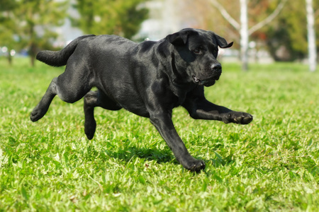 黑色拉布拉多犬穿过草地