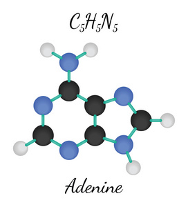 C5h5n5 腺嘌呤分子